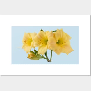 Hemerocallis  Daylily Posters and Art